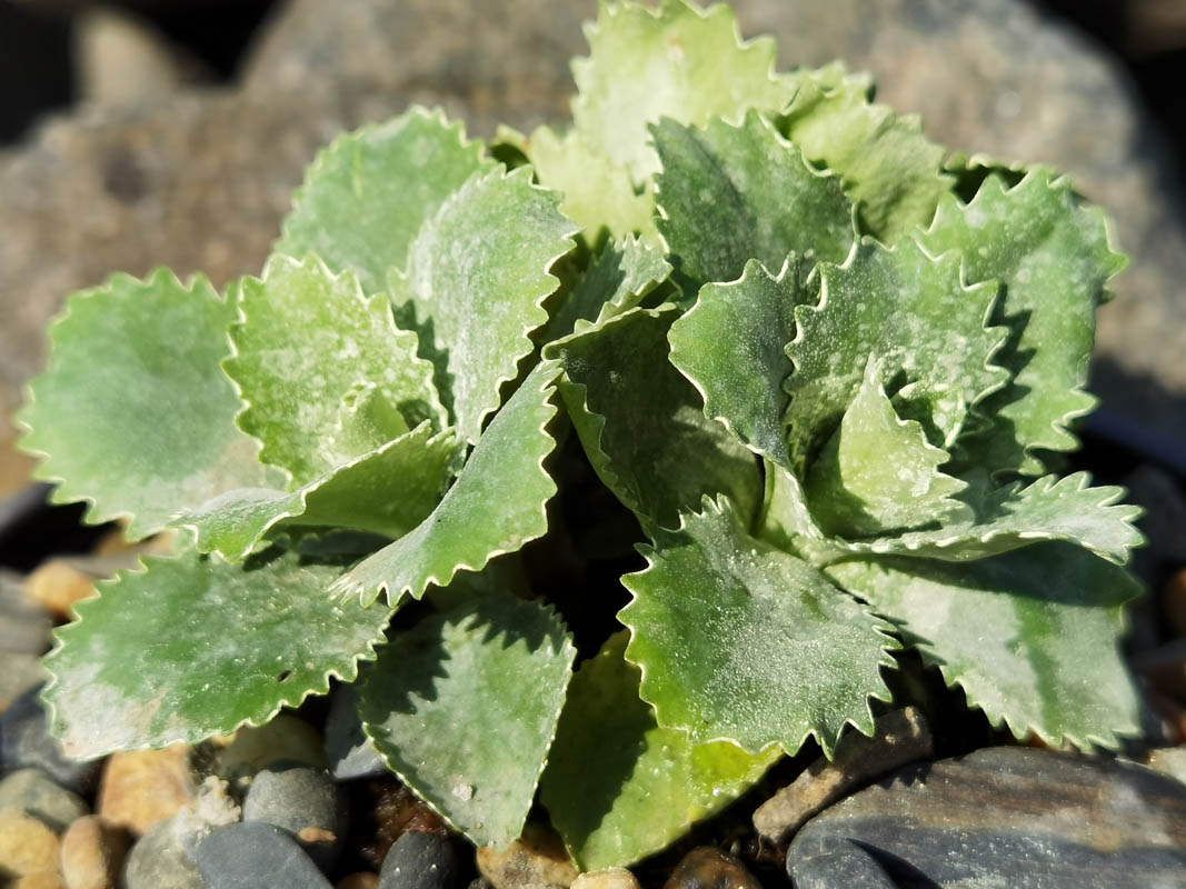 Primula marginata 'Elisabeth Fry' en fleurs sur des falaises calcaires des Alpes maritimes